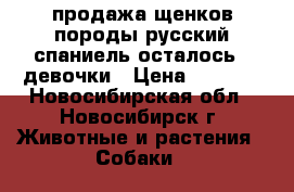 продажа щенков породы русский спаниель осталось 2 девочки › Цена ­ 5 000 - Новосибирская обл., Новосибирск г. Животные и растения » Собаки   
